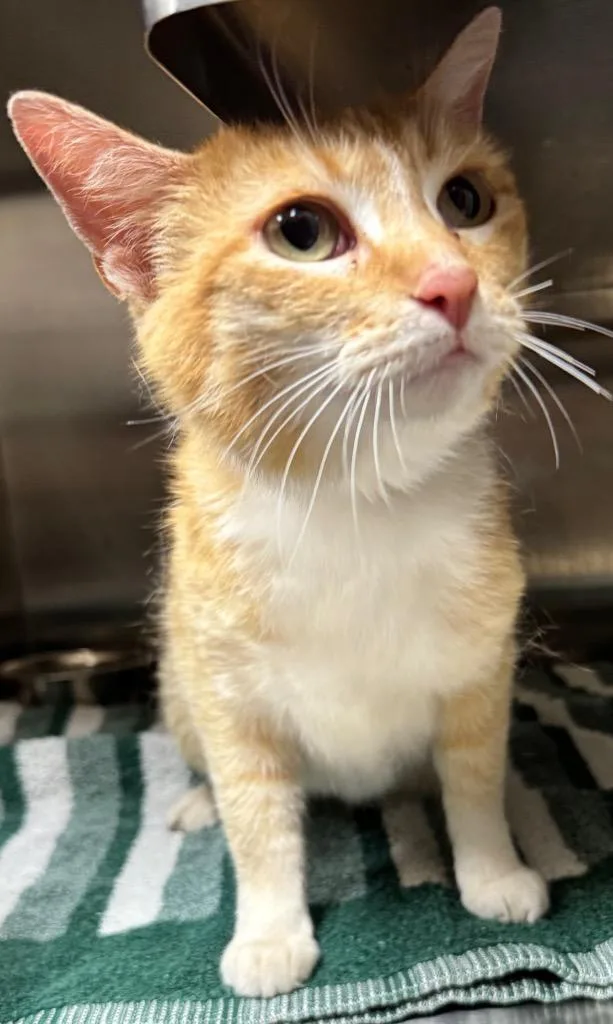 A young medium-sized female Domestic Short Hair cat named June for adoption in Great Bend, KS