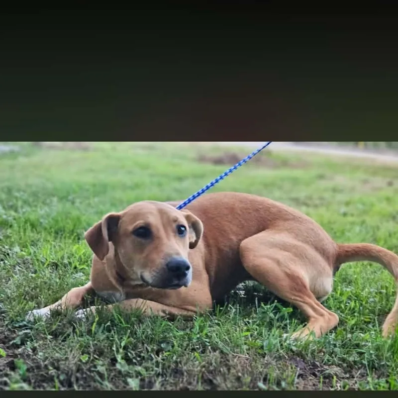 An adult medium-sized female Golden Bulldog dog named Maliyah for adoption in Fort Payne, AL