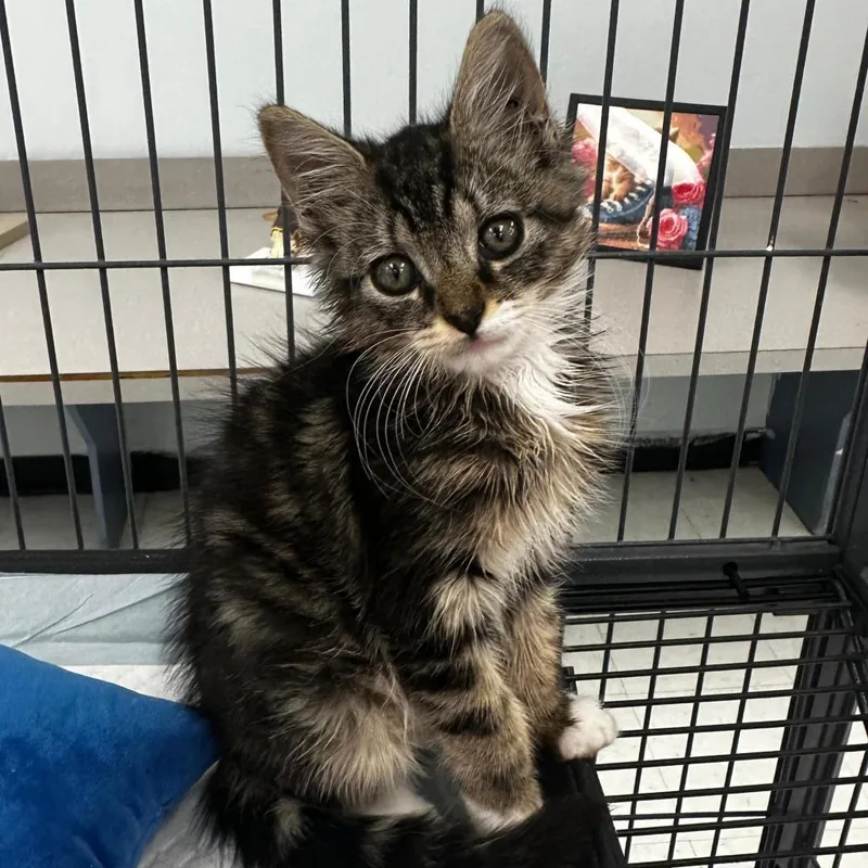 A young medium-sized female Tabby (Gray / Blue / Silver) Domestic Medium Hair cat named Lemongrass for adoption in miami, FL