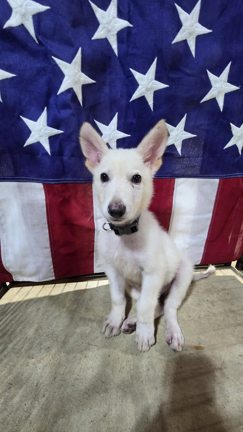 A baby medium-sized male German Shepherd Dog dog named Dellin for adoption in Centreville, VA