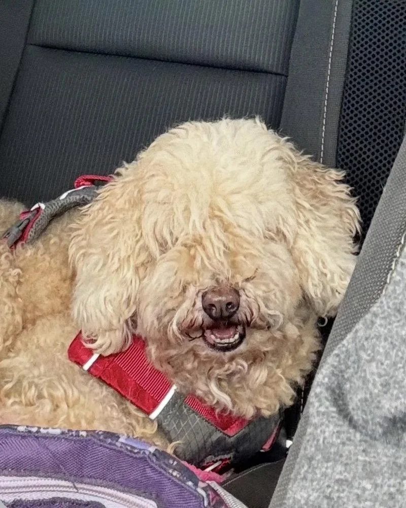 A young medium-sized male Poodle dog named Levi DD for adoption in Columbia, TN