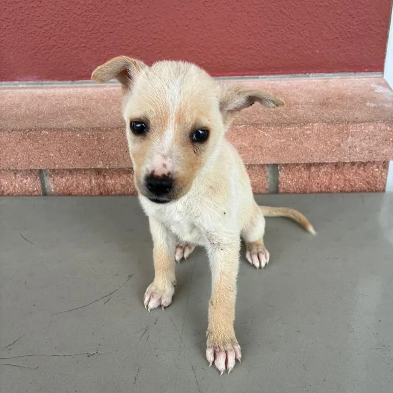 A baby small-sized female White / Cream Terrier dog named Ophelia for adoption in San Antonio, TX
