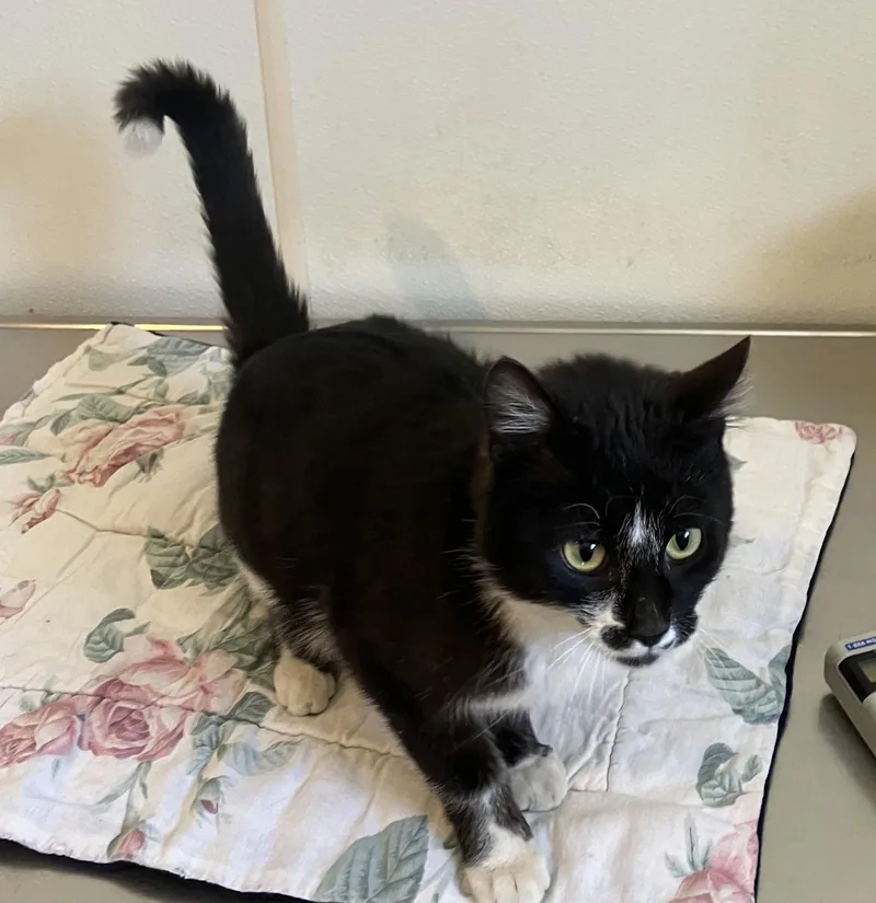 An adult small-sized female Black & White / Tuxedo Domestic Short Hair cat named Nutmeg Black & for adoption in Mitchell, SD