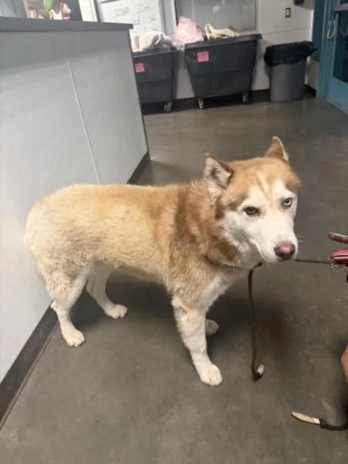 An adult large-sized male Siberian Husky dog named June for adoption in Chatsworth, CA