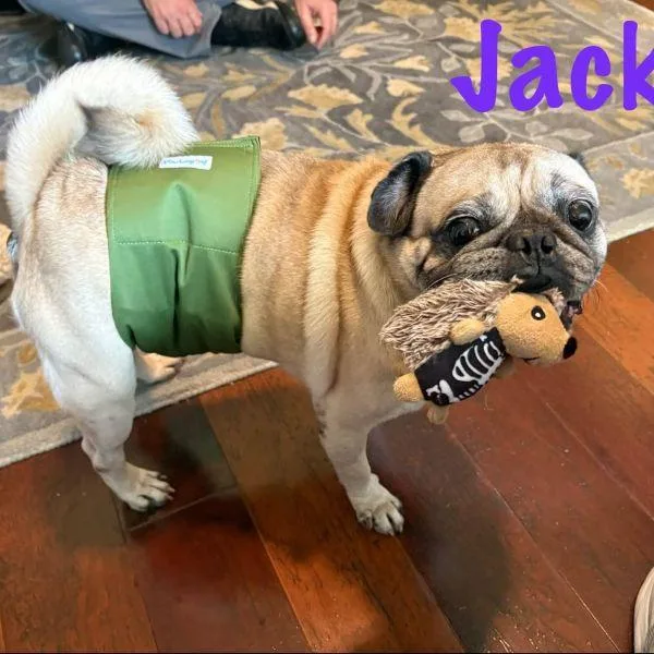 An adult small-sized male Yellow / Tan / Blond / Fawn Pug dog named Jack for adoption in Alvin, TX