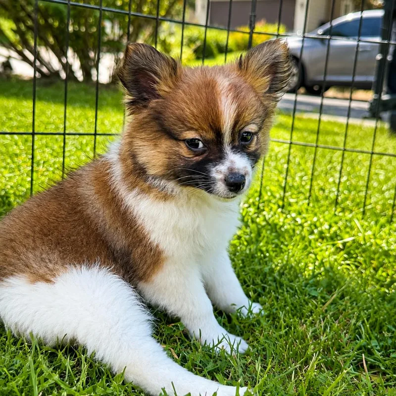 A baby small-sized female White / Cream Pomeranian dog named Pingyang for adoption in Silver Spring, MD
