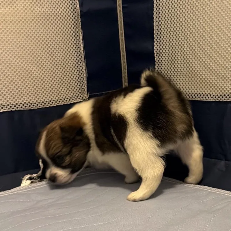 Pingyang thumbnail 2