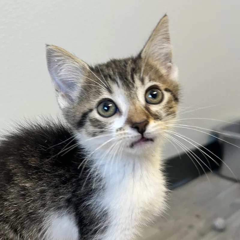 A baby small-sized male Brown / Chocolate Domestic Short Hair cat named Heather Mason for adoption in Uniontown, PA