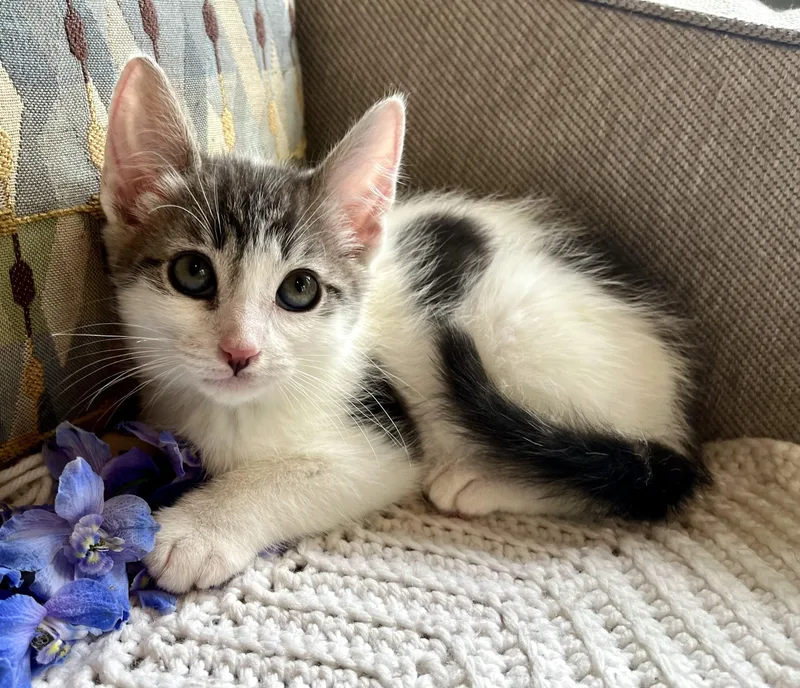 A baby medium-sized male White Domestic Short Hair cat named Peppermint for adoption in Rocky Hill, CT