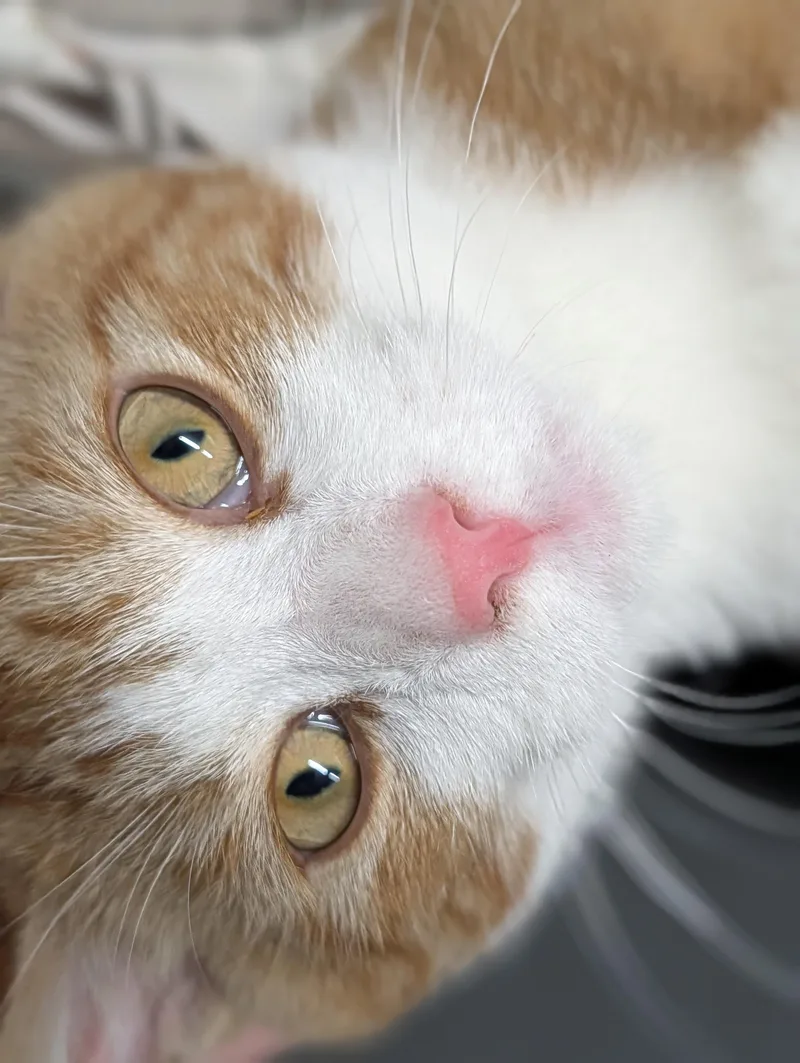 A young medium-sized male Orange & White American Shorthair cat named Asbury for adoption in Plainfield, NJ