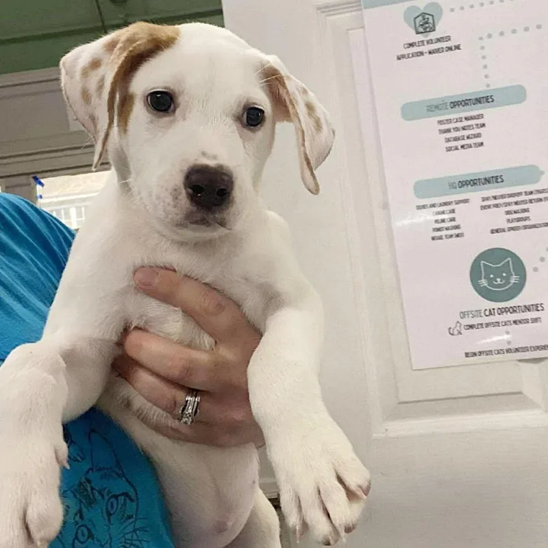 A baby medium-sized female White / Cream Mixed Breed dog named Zelecka for adoption in Fredericksburg, VA