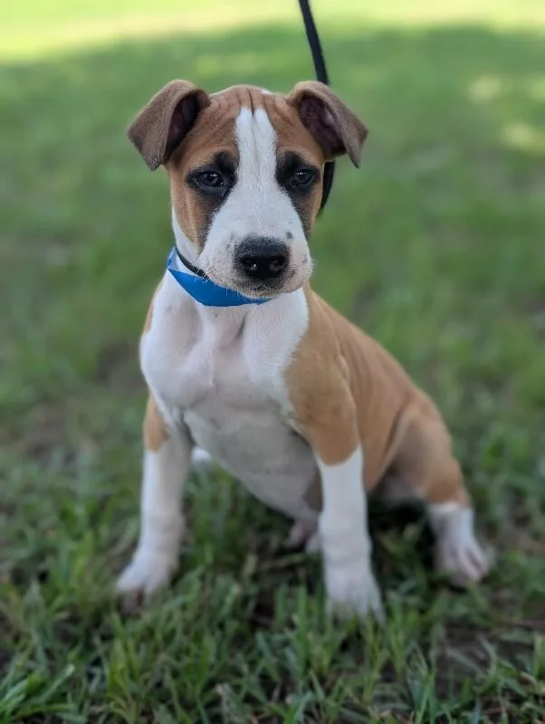 A baby small-sized male Tricolor (Brown, Black, & White) Boxer dog named Kirk Douglas for adoption in Aiken, SC
