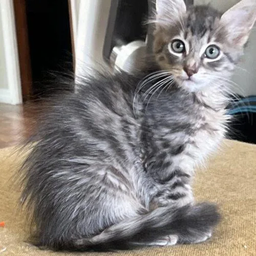 A baby small-sized male Domestic Short Hair cat named Mason for adoption in Tampa, FL