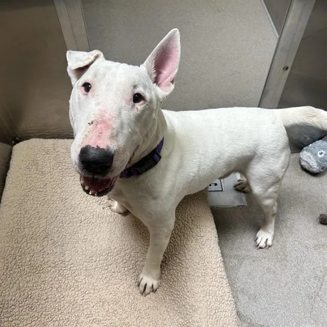 An adult medium-sized male Bull Terrier dog named Flopsy for adoption in Denver, CO
