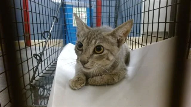 A baby small-sized male Domestic Short Hair cat named Adry for adoption in Miami, FL