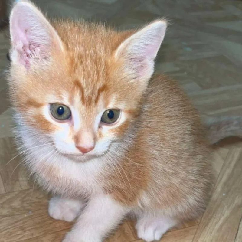 A baby small-sized male Orange / Red Domestic Short Hair cat named Butterfinger for adoption in Midland, TX