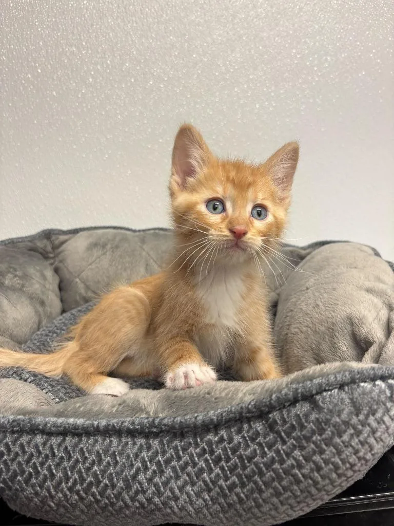 Simba