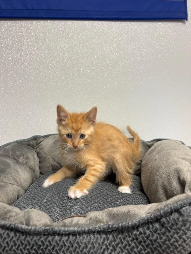 Simba thumbnail 2