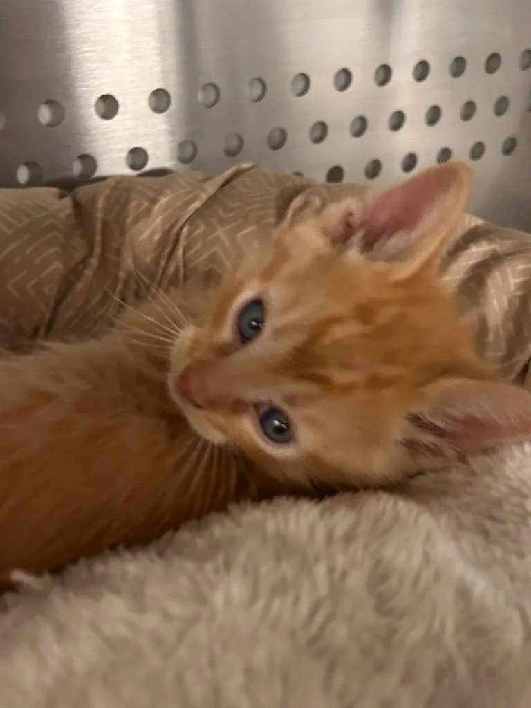 Simba thumbnail 3