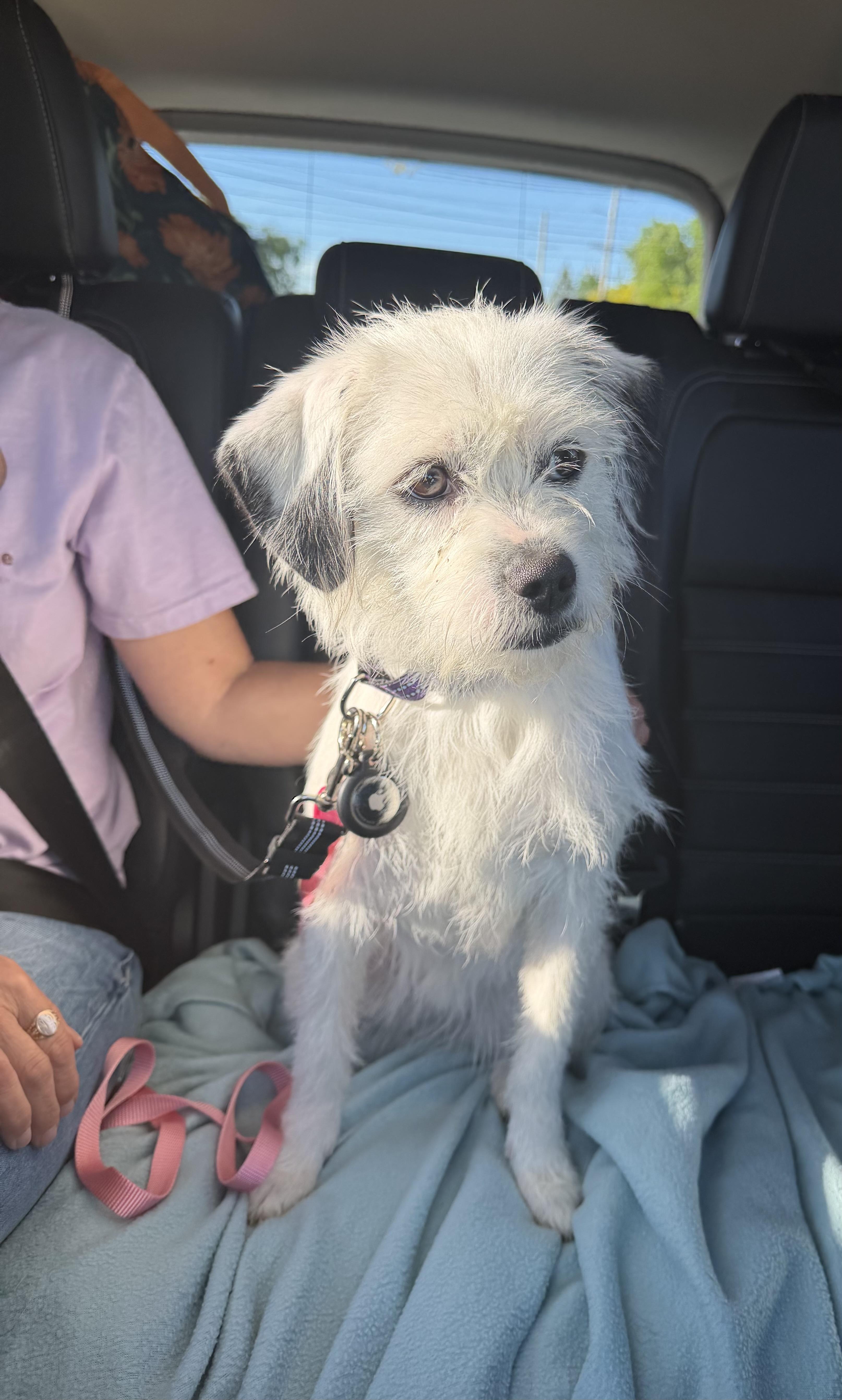 A baby small-sized female White / Cream Border Terrier dog named Mimi for adoption in Milford, OH