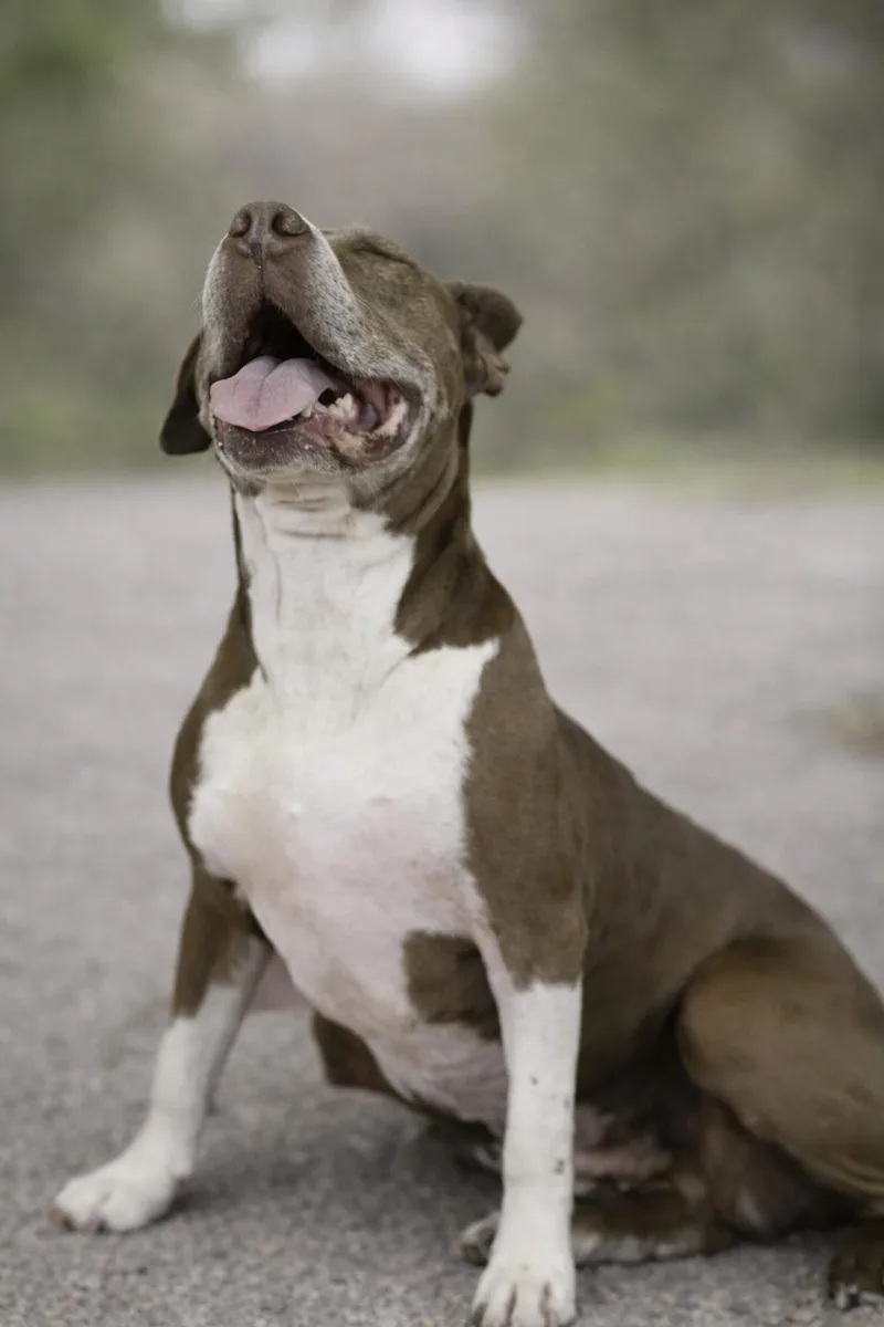 Sunshine 'certified' Cuddler thumbnail 2