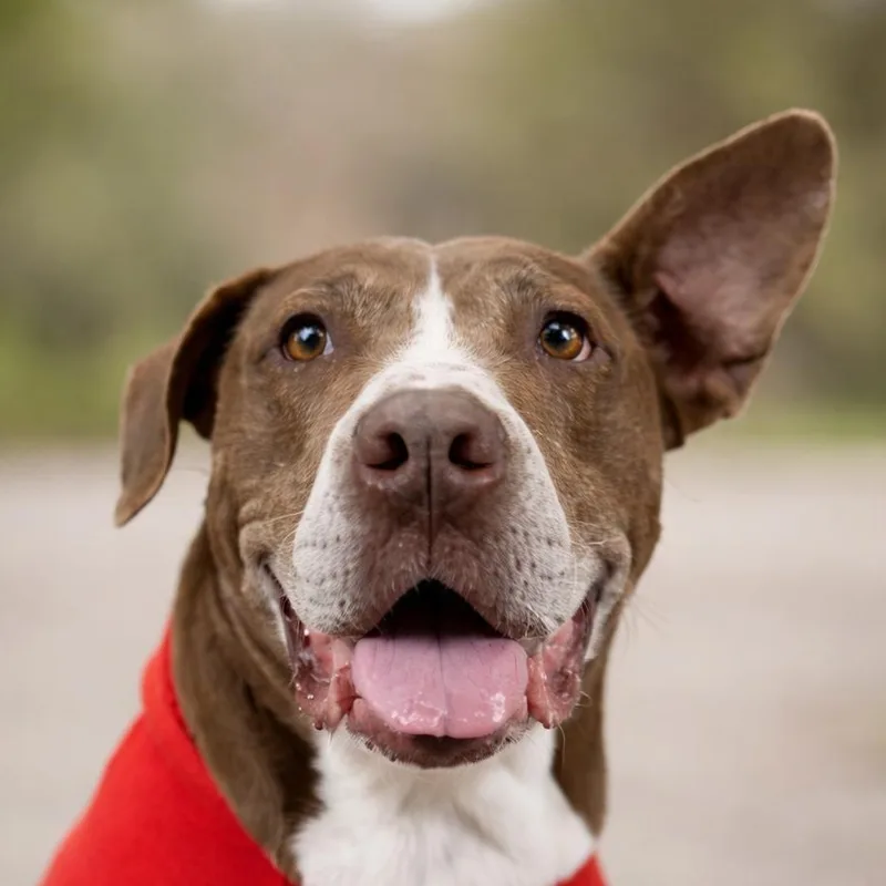 Sunshine 'certified' Cuddler thumbnail 3