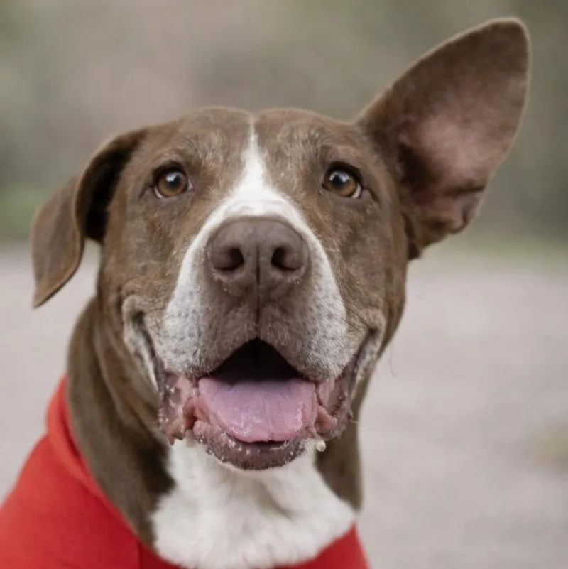 Sunshine 'certified' Cuddler thumbnail 4