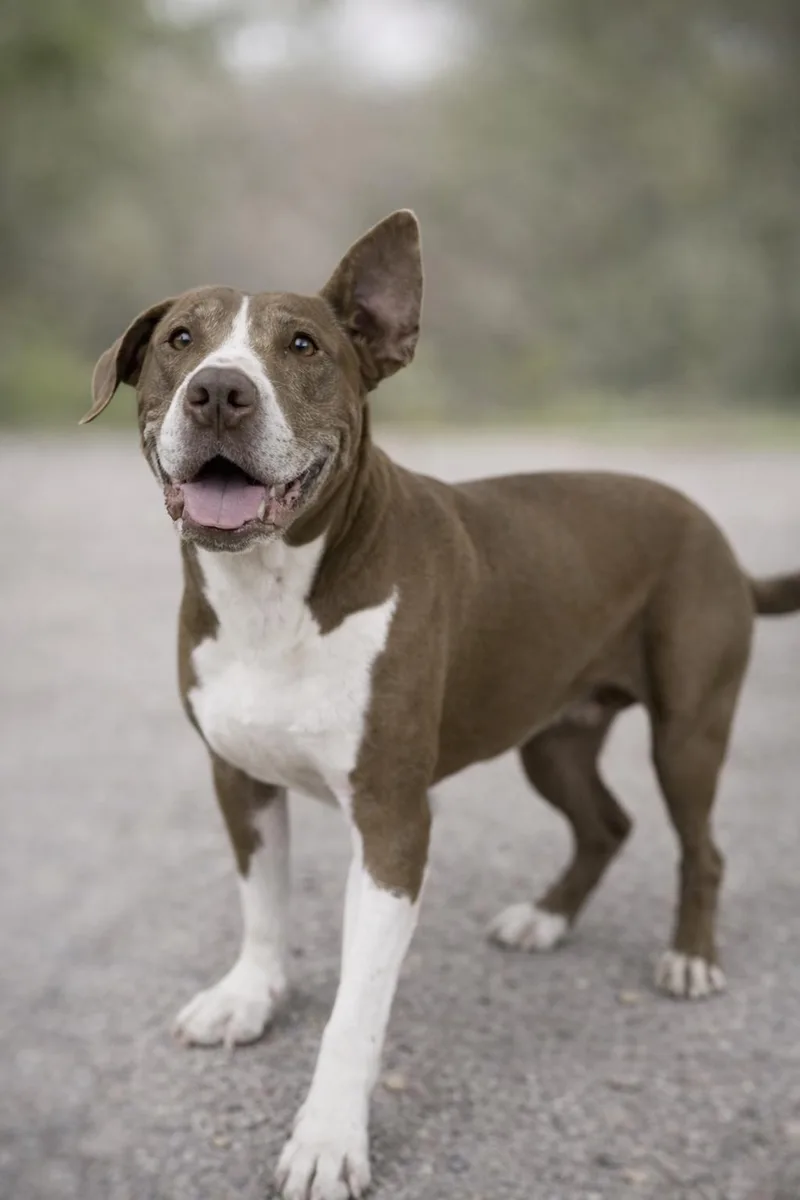 Sunshine 'certified' Cuddler thumbnail 5