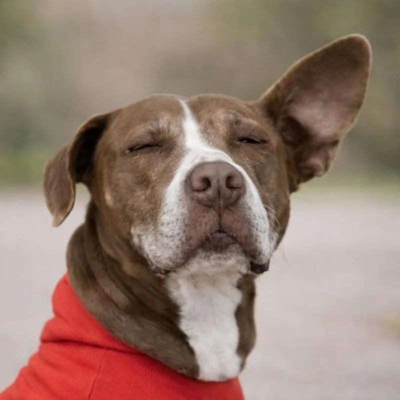 Sunshine 'certified' Cuddler thumbnail 6