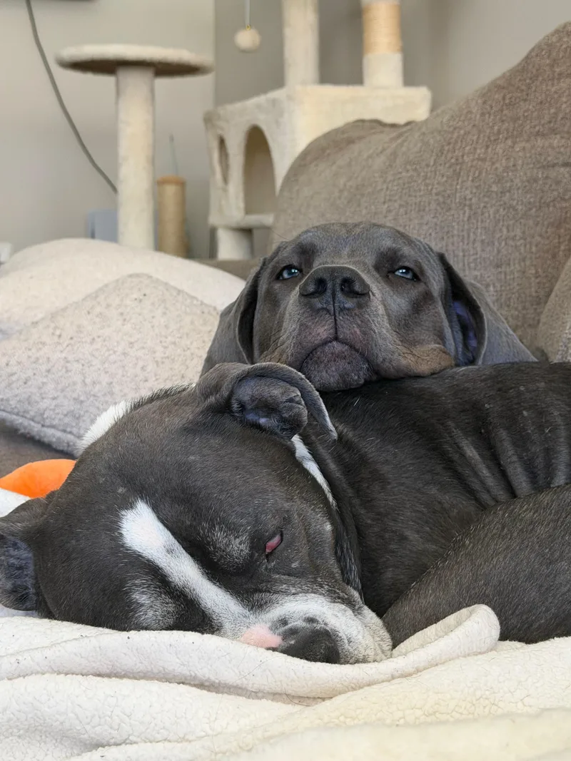 A baby large-sized female Gray / Blue / Silver Cane Corso dog named Ivy for adoption in Cresco, PA