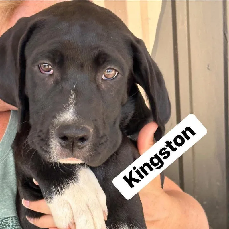 Kingston thumbnail 3