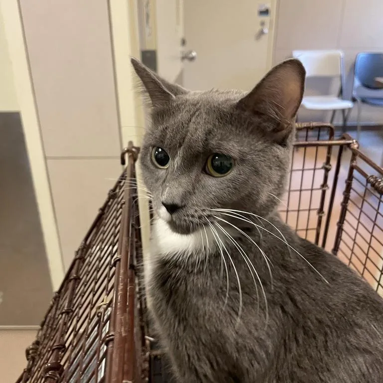 An adult medium-sized female Domestic Short Hair cat named Sheba for adoption in Chicago, IL