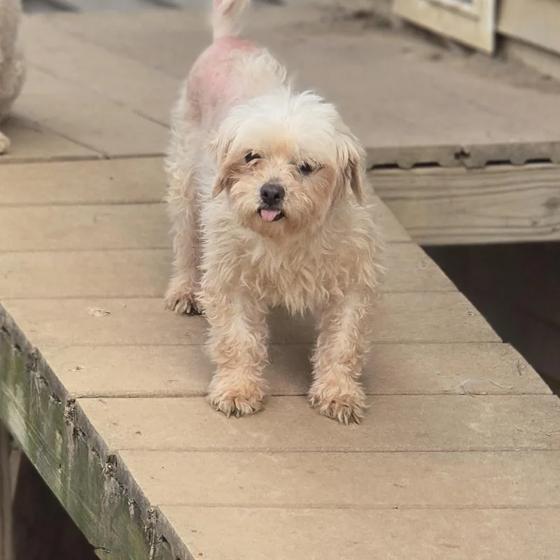 An adult small-sized female White / Cream Maltese dog named Savannah for adoption in Zaleski, OH