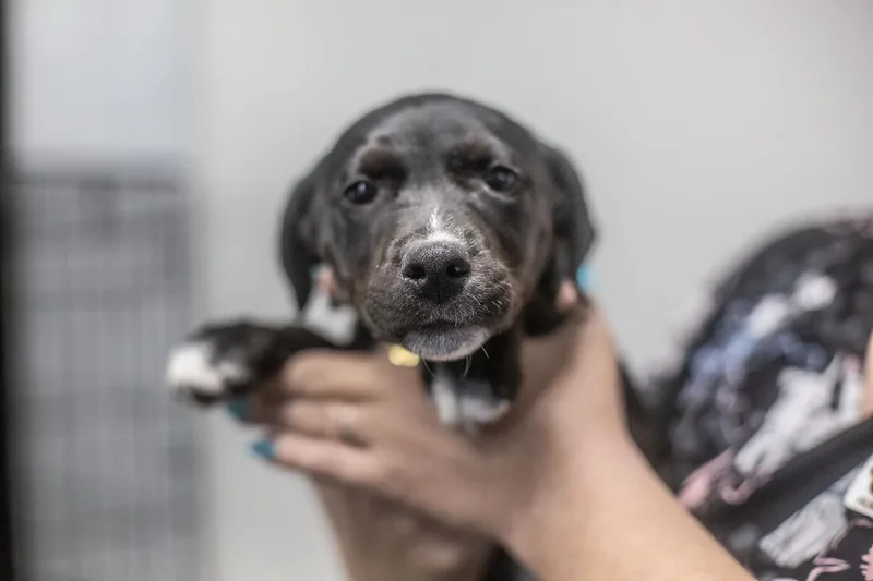 A baby small-sized female Labrador Retriever dog named Ariel for adoption in Mountain Home, AR