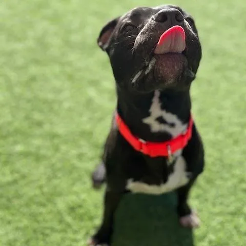 An adult medium-sized male Black Mixed Breed dog named Paul for adoption in Batavia, OH