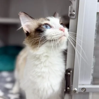 A young small-sized female Cream / Ivory Domestic Long Hair cat named Cinna for adoption in Atlanta, GA