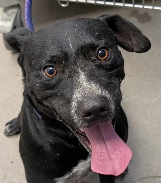 An adult large-sized male Pit Bull Terrier dog named Cornelius for adoption in Tucson, AZ