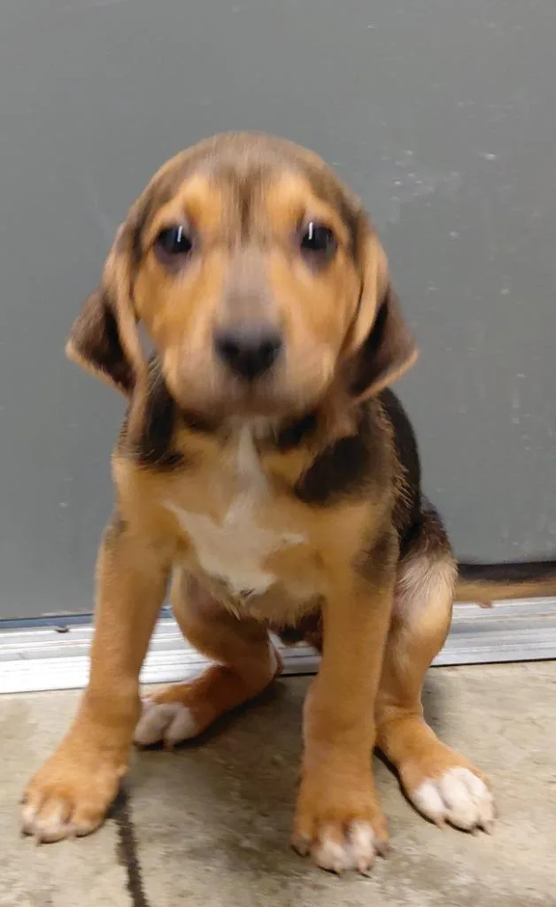 A baby small-sized male Mixed Breed dog named Lincoln for adoption in Henderson, NC