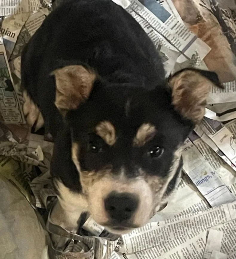 A young medium-sized female Husky dog named Tkoda for adoption in Billings, MT