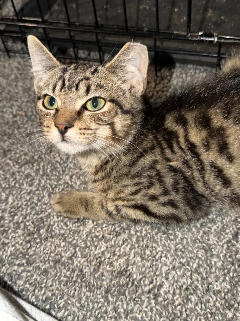 A baby small-sized male Domestic Short Hair cat named Nyx for adoption in Pitman, NJ