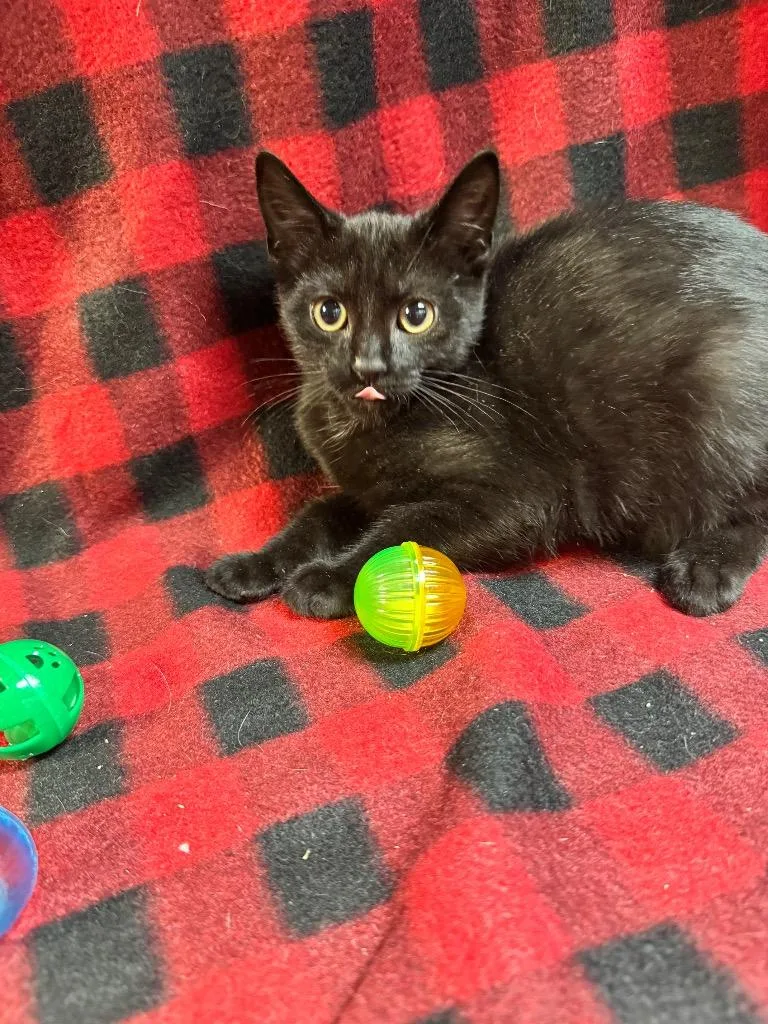 A baby medium-sized female Domestic Short Hair cat named Dasani for adoption in Shelbyville, TN