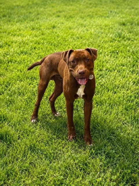 A young medium-sized male Pit Bull Terrier dog named Landon for adoption in Upper Marlboro, MD