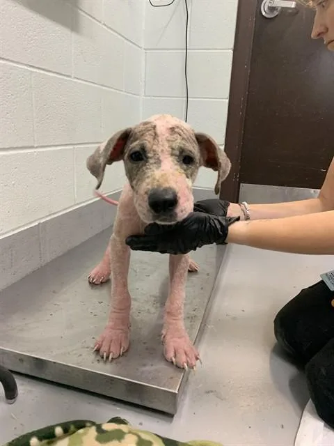 A baby small-sized male Pit Bull Terrier dog named Sammy for adoption in Corpus Christi, TX