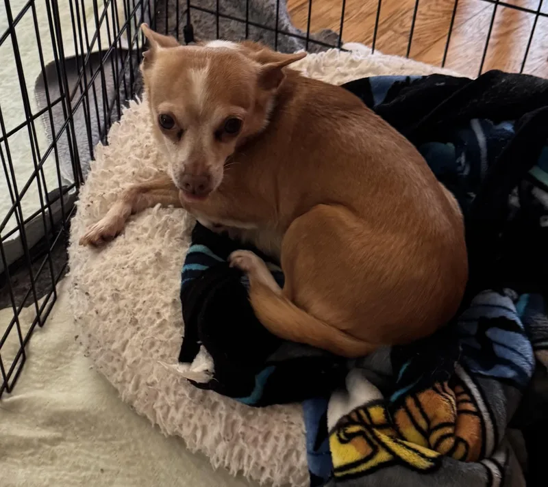 An adult small-sized female Chihuahua dog named Grace for adoption in Glenwood City, WI