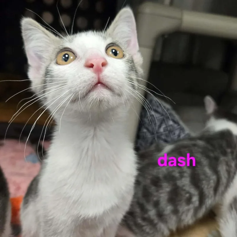 Dash