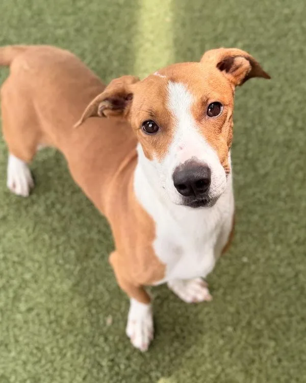 An adult small-sized male Dachshund dog named Littleman for adoption in Canton, GA