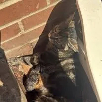 Isabella thumbnail 3