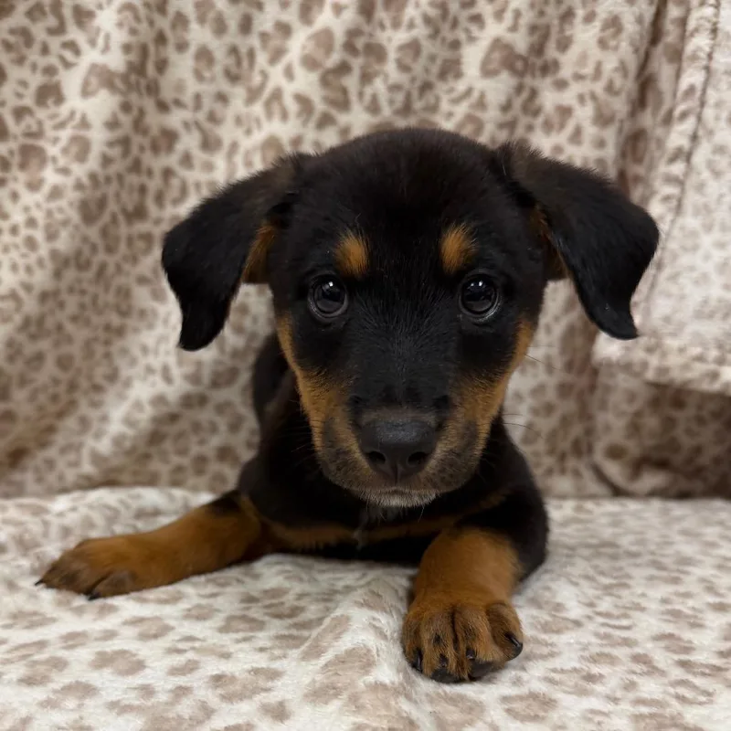 A baby medium-sized female Cattle Dog dog named Scarlet for adoption in Las Vegas, NV