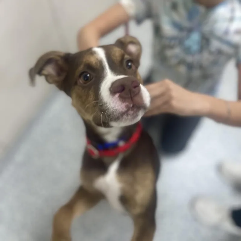 A young medium-sized female Brown / Chocolate Australian Shepherd dog named Rose for adoption in Chicago, IL