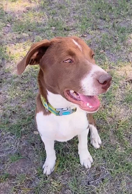 A baby medium-sized male Pit Bull Terrier dog named Dox for adoption in Corsicana, TX